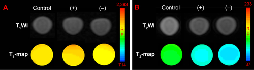 Figure S6 T1-weighted magnetic resonance (MR) images and T1-map images (A) as well as T2-weighted MR images and T2-map images (B) of NIH-3T3 cells treated with 1 mg mL−1 Fe3O4@mSiO2/PDDA/BSA-Gd2O3 nanocomplex (−) and Fe3O4@mSiO2/PDDA/BSA-Gd2O3-AS1411 nanoprobe (+). A 3.0 T human MR scanner was used.