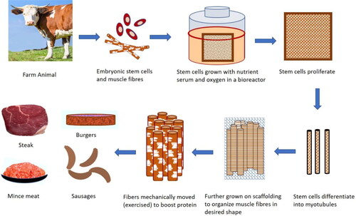 Figure 3. General process for lab meat production.