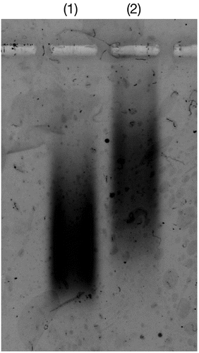 Figure 4. Gel electrophoretic analysis of (1) P(MPC/aptaDNA) and (2) P(MPC/aptaDNA) in contact with thrombin. [P(MPC/aptaDNA)]/[thrombin]=1/10. The gel was stained with SYBR® Gold.