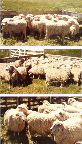 Figure 1. Photos taken in 1982 at the Ruakura Animal Research Station of the descendants of the sheep captured 6 years earlier from flocks that had been grazing in a feral state for in excess of 40 years. A, Hokonui ewes; B, Campbell Island ewes; C, Raglan ewes. Photos: D. H. B. McQueen.