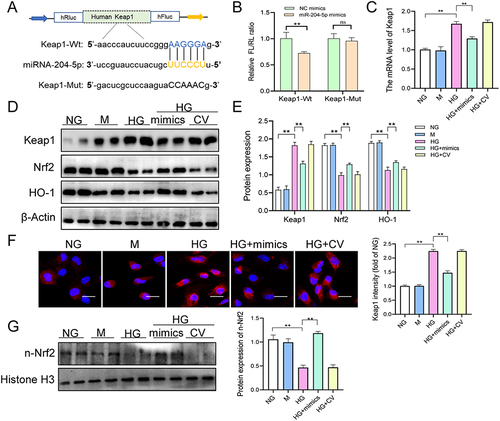 Figure 8 MiR-204-5p directly targeted keap1 mRNA. (A) The binding site of miR-204-5p and Keap1. (B) Dual-luciferase reporter. (C) The expression of Keap1 mRNA was measured using qRT-PCR. (D and E). The expression of Keap1, Nrf2, and HO-1 was measured using Western blot analysis. (F) Immunofluorescence was performed to detect the expression of Keap1 (scale bar = 25μm). (G) The expression of nuclear-Nrf2 was measured using Western blot analysis. **p < 0.01.