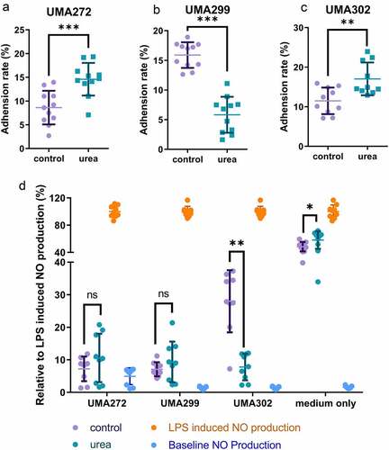 Figure 7. Interactions with host cells while B. infantis utilizes urea nitrogen. Adhesion to Caco-2 cells were assessed for B. infantis strains utilizing urea nitrogen including UMA272 (A), UMA299 (B), and UMA302 (C). Mitigation of LPS-induced inflammation as measurred by nitric oxide production (D). Results are presented as mean ± SD from three independent experiments (9–11 biological replicates total). Unpaired or Welch’s t-test was performed to compare urea and control conditions. *, p < 0.05, **, p < 0.01, ***, p < 0.001.
