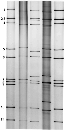 Figure 2 Polyacrylamide gel electrophoretic patterns of genomic RNAs obtained from group A human rotaviruses and visualized by silver staining. The patterns demonstrate the characteristic four size classes of RNA separated into groups of 4, 2, 3, and 2 segments each. Human rotavirus strains included (from left to right) lane 1, Wa; lane 2, 248 strain; lane 3, 456 strain; lane 4, DS-1; lane 5, Wa.