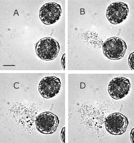FIG. 1 Time sequence of pollen rupture (1 frame every 1 s) from video light microscopy. Fresh Chinese elm pollen was placed in a drop of water; the first photo was taken after 33 minutes. Scale bar = 15 μm.