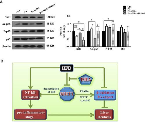 Figure 5 DHA inhibits NF-κB activation through deacetylation of p65 mediated by Sirt1. (A) A representative set of data from three independent experiments is illustrated (left panel) and quantification histograms (right panel) of Sirt1, Ac-p65, P-p65 and p65 expressions in HepG2 cells. Values are mean±S.E.M. (n = 3, *p < 0.05; **p < 0.01 versus Ctrl cells). (B) Proposed model for DHA regulating hepatic steatosis in liver. DHA inhibits HFD-induced downregulation of Sirt1. On the one hand, accumulation of Sirt1 inhibits NF-kB activation through deacetylating p65. Inactivated NF-kB reduces pro-inflammation, leading to ameliorated hepatic steatosis. On the other hand, increased Sirt1 promotes β-oxidation and TAG export resulting in decreased hepatic steatosis.