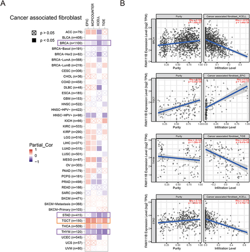 Figure 6 Correlation analysis between FAM111B expression and CAFs. (A) Heatmap of the correlation between FAM111B and the tumor-related immune infiltration level of CAFs among all cancers in TCGA with diverse type of algorithms. (B) Correlation analysis of between FAM111B expression and CAFs in BRCA, STAD, TGCT and TGCT.