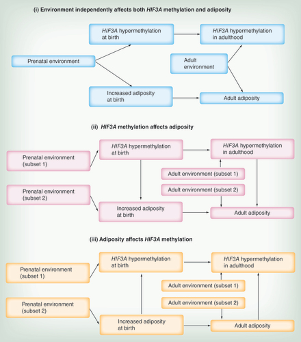 Figure 3.  Three of the simplest possible scenarios to explain the relationship between HIF3A methylation and adiposity.