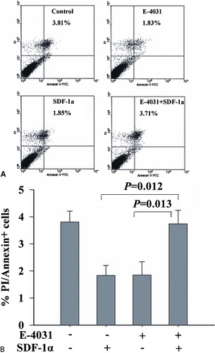 Figure 3. hERG1 K+ channels mediated SDF-1a-induced apoptosis in leukemic cell line. To explore whether the hERG1 K+ channels were involved in SDF-1a mediated apoptosis, HL-60 cells were stimulated by RPMI 1640 medium supplemented with 10% FBS, E-4031, and SDF-1a in the absence or presence of E-4031 for 48 hours. Cells were collected and stained with Annexin V FITC/PI. The induction of apoptosis was determined by Annexin-V FITC/PI double-staining assay (A and B). The upper-right quadrant indicated cell apoptosis.