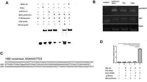 Figure 3 Transcription activity of HSF1 on MTDH promoter. One XGAAXXTTCX-rich sequence presented in the 5′-flanking region (−450/-438) of the MTDH gene(C). Binding of MTDH to HSF1 in vitro and in vivo was verified by EMSA (A), CHIP (B) and dual-luciferase reporter genes (D) as described in the materials and method section (*P < 0.05).