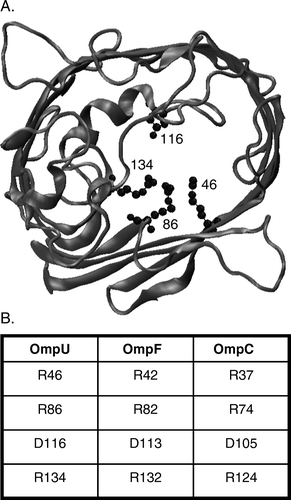 Figure 1.  Mutations investigated in this study. (A) Location of the mutated residues in the homology model of OmpU Citation[25], as visualized using the VMD software Citation[37]. (B) Table of homologous residues in V. cholerae OmpU, and E. coli OmpF and OmpC.