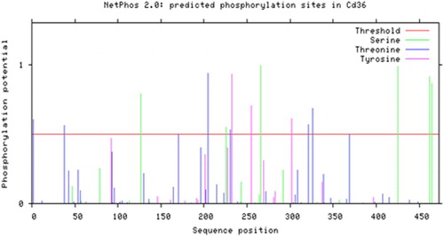 Figure 8. Phosphorylation sites predicted in FAT/CD36 protein.
