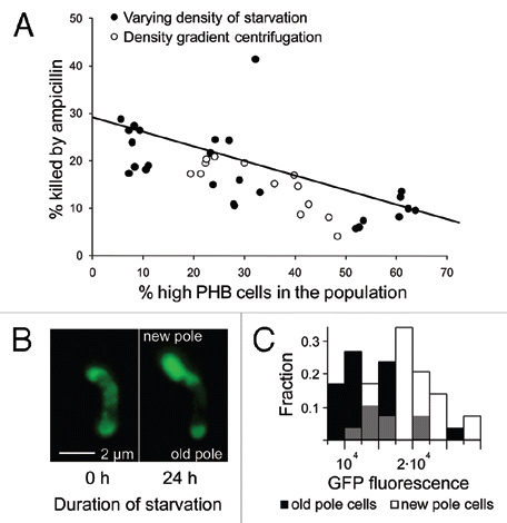 Figure 1 High-PHB old-pole cells enter a persistent state. (A) Populations of Sinorhizobium meliloti that varied in the percentage of high vs. low-PH B cells were generated via density gradient centrifugation or by starving rhizobia at varying densities. These rhizobia were then challenged with ampicillin and assayed for mortality (PI or YO-PRO-1 uptake) by flow cytometry. Populations containing a greater fraction of high-PHB cells were less susceptible to ampicillin. There was no significant difference in linear regression slopes (t = 0.8, p = 0.43, n = 41, ANCOVA) or intercepts (t = 1, p = 0.32, n = 41, ANCOVA) for the two methods of manipulating the frequency of high-PH B cells, so a single linear regression was fit to the data. High-PH B old pole cells are less GFP fluorescent (B and C), indicating lower metabolic activity. (B) An initially high-PH B cell dividing during starvation produces a bright, GFP fluorescent new-pole cell and a dim old-pole cell. To increase brightness and lessen background fluorescence, this image was transformed with the ‘Colors; Levels’ command in GIMP v. 2.6. Both left and right panels were transformed identically. This transformation made the cells easier to see and did not qualitatively affect the image. (C) After 24 hours of starvation, GFP fluorescence intensity is 50.8% higher in new-pole cells (t = 5.29, n = 60, p < 0.0001, two-sided t-test). Gray bars represent overlap in new and old-pole distributions. Brightness units are average color depth (ranging from 0–65536) of the green channel from a 16-bit color fluorescence image, higher values indicate greater brightness.