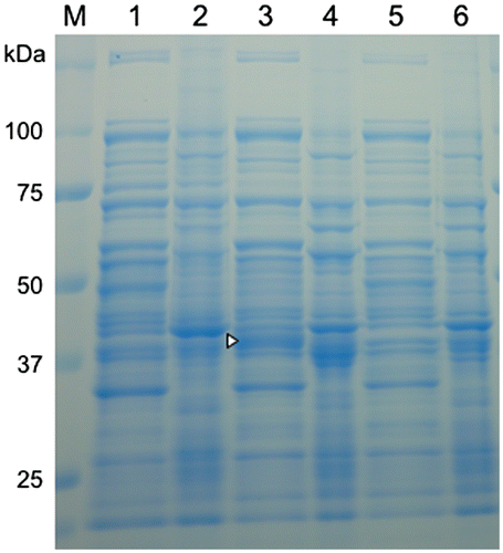 Figure 4. SDS-PAGE of protein extracts and precipitate fractions of E. coli transformed with the formaldehyde dismutase gene of FD1. For all samples, 10 μg of total protein were loaded. Lanes 1–4, the recombinant E. coli with pRham-FDM; lanes 5 and 6, the recombinant E. coli with pRham (no insert); lanes 1, 3, and 5, cell-free protein extracts; lanes 2, 4, and 6, precipitate fractions; lanes 1 and 2, no rhamnose induction; lanes 3, 4, 5, and 6, rhamnose induction. A triangle indicates a specific band. Experimental conditions are specified in Materials and methods.