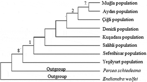 Figure 6. Phylogenetic tree of Laurus nobilis populations trnL-F sequences constructed using neighbor joining method with MEGA 6.0