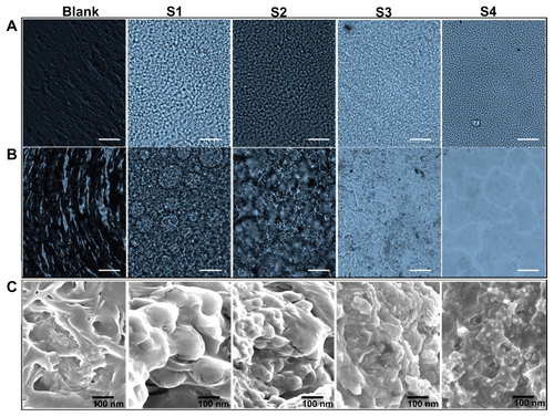 Figure S4 Optical microscopic images showing the morphology of blank film and nanoparticle-incorporated scaffold films (S1, S2, S3, and S4), before (A) and after (B) the release study. Scale bar, 20 μm at 50× magnification. (C) Field emission scanning electron microscopic images of blank film and nanoparticle-incorporated scaffold films after release study.