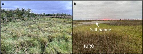 Figure 3. Examples of high marsh and salt pannes/flats along the northern Gulf of Mexico coast, USA. (a) High marsh dominated by Spartina patens (saltmeadow cordgrass) located at Cypremort State Park in South Louisiana (Photo credit: Nicholas Enwright). (b) high marsh with Distichlis spicata (saltgrass) with areas dominated by Juncus roemerianus (black needlerush; labeled as JURO) and salt panne habitat in the Florida Big Bend region (Photo credit: Heather levy).