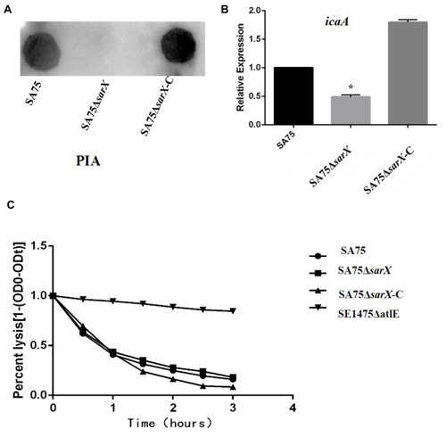 Figure 3 The reduced biofilm formation of the sarX mutant is polysaccharide intercellular adhesin (PIA) dependent. (A) PIA biosynthesis was semi-quantified using a dot blot assay with WGA. (B) RT-PCR quantification of the effect of sarX mutant on icaA gene expression by the SA75 wild-type, SA75ΔsarX, and SA75ΔsarX-C strains. *P<0.05. (C) Comparison of the autolytic abilities of SA75 wild-type, SA75ΔsarX, and SA75ΔsarX-C strains.