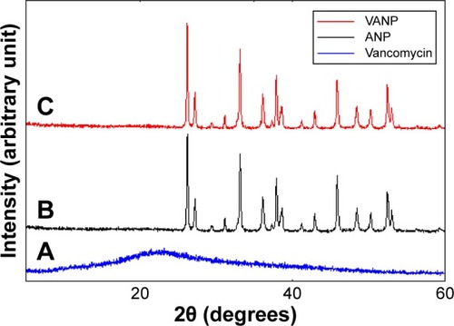 Figure 3 X-ray diffraction patterns of (A) vancomycin, (B) naked ANP, and (C) VANP.Note: The XRD patterns of VANPs were very much similar to the naked nanoparticles.Abbreviations: ANP, aragonite nanoparticle; VANP, vancomycin-loaded aragonite nanoparticle; XRD, X-ray powder diffraction.