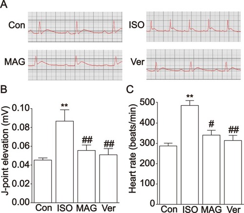 Figure 2 Actions of MAG on ECG. Representative ECG tracings of each group (A). Statistical analysis of J-point elevation (B) and heart rate (C) in each group. The values are the mean ± standard deviation (n=10). Compared to the Con group (**p<0.01); Compared to the ISO group (#p<0.05); Compared to the ISO group (##p<0.01).