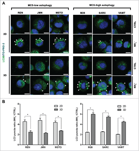 Figure 2. In mesothelioma cells, LC3 immunofluorescence confirms that autophagic flux differs between 2D and 3D cultures. (A) Cells were grown as in Fig. 1, trypsinized and cytospun on glass slides. Cells were then fixed and stained for LC3B (green) and nuclei (blue) and imaged by confocal microscopy. Arrowheads indicate LC3 puncta. Representative cells of 2 independent experiments are shown. Scale bars: 10 µm. (B) Bars show the ratio between LC3 puncta counted in cells grown in the presence or absence of 10 mM ammonium chloride (NH4+). Asterisks indicate significantly different LC3 puncta ratios between 2D and 3D (P< 0.05). Error bars, SD. The mean LC3 puncta ratios in 3D are also significantly higher in MCS-high autophagy than in MCS-low autophagy cell lines (P < 0.05).