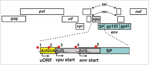 Figure 2. Regulation of env expression. Simplified depiction of the HIV-1 genome highlighting different regulatory mechanisms (red stars) to modulate env expression from bicistronic vpu/env mRNAs: (1) The non-coding rev1-vpu intergenic region determines the strength of the vpu Kozak sequence and balances vpu and env expression.Citation43,44 (2) The minimal open reading frame (ORF) upstream of the vpu start codon contributes to efficient downstream env translation.Citation43 (3) A defective vpu start codon allows immediate translation of env.Citation34 (4) The Kozak consensus upstream of the env start codon determines transcription efficiency. (5) A positively charged amino acid at position 12 of the Env signal peptide (SP) is associated with efficient Env production and trafficking in transmitted-founder viruses.Citation45-47