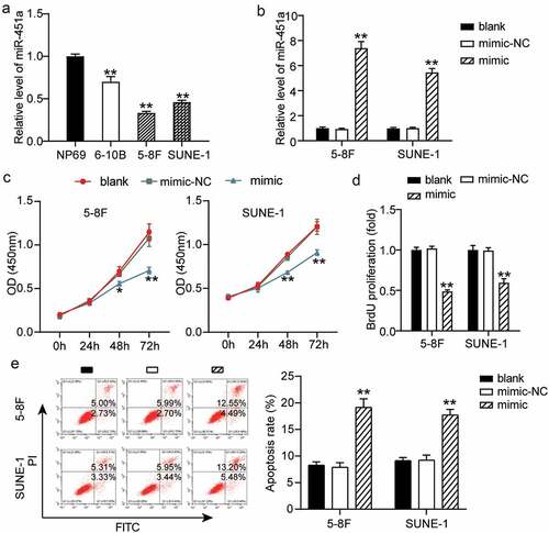 Figure 2. MiR-451a could inhibit the NPC cells proliferation. (a). mRNA levels of miR-451a in NP69, 6–10B, 5–8 F and SUNE-1 cells. **P < 0.001 vs.NP69. (b). The efficiency of transfected miR-451a mimic or negative control (NC) at 48 h was validated by RT-qPCR. (c). CCK8 assay revealing the suppression of miR-451a overexpression on the viability of 5–8 F and SUNE-1 cells. (d). BrdU assay demonstrated the inhibiting effect of miR-451a on the proliferation of 5–8 F and SUNE-1 cells. E. Flow cytometry assay showing the promoting effect of miR-451a on the apoptosis rate of 5–8 F and SUNE-1 cells. *P < 0.05, **P < 0.001 vs. blank