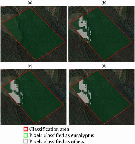 Figure 5. Example of the results of non-parametric operators: (a) max; (b) mean; (c) weighted average; (d) weighting functions. The green area shows the pixels identified as eucalyptus by each operator, while the white area shows the pixels identified as ‘others’. The customization was done within the red polygon area, as shown previously in Figure 3 located near the locality of Olival (39.697485, −8.588190) (source: QGIS 3.4.5, 2019)