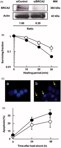 Figure 3. Knocking down BRCA2 enhanced sensitivity to heat shock. (A) Expression analysis by western blot of BRCA2 in SAS cells transfected with siRNA targeting human BRCA2 or a negative control siRNA. Actin was used as a loading control, and the relative ratios of protein were normalised using actin levels. (B) Effect of siRNA silencing of BRCA2 on cellular sensitivity to heat treatment; SAS cells transfected with siRNA for BRCA2 (closed circles), SAS cells transfected with the negative control siRNA (open circles). (C) Typical photographs of the BRCA2-siRNA transfected cells; a, untreated control cells; b, 48 h after heat shock at 44 °C for 20 min. Arrows indicate typical apoptotic bodies. (D) Time-dependent apoptosis rates up to 48 h after heat shock (44 °C for 20 min).