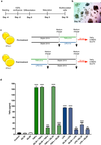 Figure 1. Experimental design and TNFα secretion with silybin treatment. (a) 3T3-L1 preadipocyte differentiation protocol. (b) Representative image of 3T3-L1 preadipocytes at day 10 of induction. (c) For silybin’s pre-treatment, 3T3-L1 adipocytes were pre-treated with silybin and then challenged with TNFα or LPS. For silybin’s post-treatment, 3T3-L1 adipocytes were first challenged with TNFα or LPS and then post-treated with silybin. (d) TNFα supernatant levels after treating 3T3-L1 adipocytes with vehicles (Control), silybin 30 µM (SIL30), silybin 80 µM (SIL80), TNFα (TNFα), LPS (LPS), silybin then stimulated with TNFα (SIL30 + TNFα, SIL80 + TNFα) or LPS (SIL30 + LPS, SIL80 + LPS), challenged with TNFα then post-treated with silybin (TNFα + SIL30, TNFα + SIL80), or LPS and then post-treated with silybin (LPS + SIL30, LPS + SIL80). Data represented mean ± SEM from five independent experiments and were analysed by one-way ANOVA, followed by a Dunnett’s post hoc test. *p ≤ 0.01 compared to the control group. #p < 0.0001 compared to the TNFα or LPS groups.