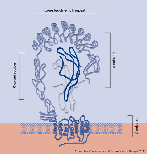 Figure 1. Thyroid-stimulating hormone receptor subunit structure with bound ligand.Thyroid-stimulating hormone receptor (TSHR) has an unusually large extracellular domain consisting of nine leucine-rich repeats that form a horseshoe-like structure that binds thyroid-stimulating hormone. Upon proteolytic cleavage resulting in the loss of approximately 50 amino acid residues (˜316–366), TSHR forms a two-subunit structure (α and β) linked by disulfide bonds.Adapted with permission from Citation[105].