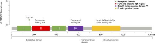 Figure 1 Mutation site map of R157W gene in TCGA dataset from cBioPortal database.Citation35,Citation36