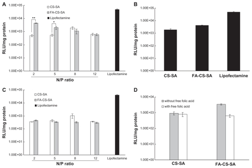 Figure 9 (A) Transfection efficiency of folic acid-conjugated stearic acid-grafted chitosan copolymer/DNA and stearic acid-grafted chitosan copolymer/DNA complexes at various N/P ratios in SKOV3 cells. (B) Transfection efficiency of folic acid-conjugated stearic acid-grafted chitosan copolymer DNA and stearic acid-grafted chitosan copolymer/DNA complexes at functional N/P ratios in SKOV3 cells. (C) Transfection efficiency of folic acid-conjugated stearic acid-grafted chitosan copolymer/DNA and stearic acid-grafted chitosan copolymer/DNA complexes at various N/P ratios in A549 cells. (D) Competitive assay of folic acid-conjugated stearic acid-grafted chitosan copolymer/DNA and stearic acid-grafted chitosan copolymer/DNA complexes by adding free folic acid 5.0 mM.Notes: Values are means ± standard deviation. *P < 0.05 and **P < 0.01.Abbreviations: CS-SA, stearic acid-grafted chitosan copolymer; FA-CS-SA, folic acid-conjugated stearic acid-grafted chitosan copolymer.