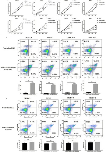 Figure 3. MiR-155 promotes proliferation and inhibits apoptosis of CEM-C1, Jurkat, MOLT-3 and MOLT-4 cells. (A) MTT assay shows that miR-155 obviously promotes cell proliferation. (B) Inhibitor-miR-155 promotes cell apoptosis in the presence of 0.1uM dexamethasone. (C) MiR-155 inhibits the apoptosis in the presence of 1uM dexamethasone. Apoptotic cells were detected at 96 h after transfection.