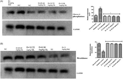 Figure 8. (a) Hepatic hexokinase gene expression in alloxan-induced diabetic rat after administration of aqueous extract of G. latifolium leaf. (b) Hepatic glucose-6-phosphatase gene expression in alloxan-induced diabetic rats after administration of aqueous extract of G. latifolium leaf. Values are expressed as mean ± standard deviation (SD) of eight replicates. Bar with the same * are not significantly different at p > 0.05. Bar with different * are significantly different at p < 0.05. NC or normal control: non-diabetic control; DC: diabetic control; D: diabetic; met: metformin; GL: Gongronema latifolium leaf.