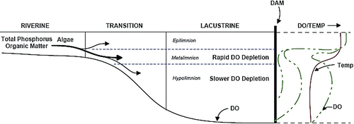 Figure 1 Longitudinal cross-section schematic of the zones and directional pattern of inflow and DO depletion in Tenkiller Reservoir. Riverine and transition zones actually represent 13 and 22% of reservoir area but are exaggerated to indicate their importance to inflow direction. High density inflows preferentially enter the metalimnion in early summer, depleting DO faster in the metalimnion, indicated by DO profiles progressing from right to left with time (color figure available online).