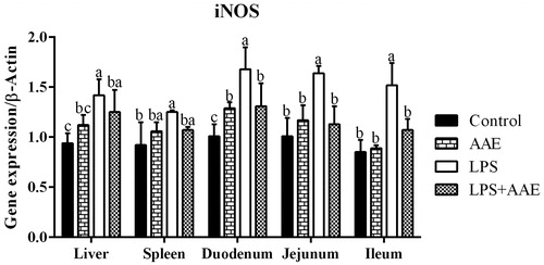 Figure 1. Effects of Artemisia argyi extract (AAE) on the gene expression of inducible NO synthase (iNOS) in broilers challenged with lipopolysaccharide (LPS). a,bWithin the same row, means with different superscripts differ (p<.05).