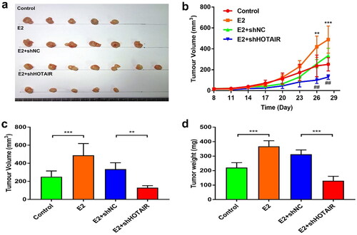 Figure 3. E2-enhanced in vivo proliferation of Ishikawa cells was dependent on HOTAIR expression. (a–d) Nude mice were inoculated with control Ishikawa cells or stable Ishikawa cells with lentivirus infection-mediated expression of small hairpin RNA (shRNA) against HOTAIR (shHOTAIR) or a negative control shRNA (shNC) on Day 0. Mice in the estradiol (E2) treatment groups were subcutaneously implanted with 17β-estradiol-releasing pellets (a) Images of tumors at day 28 from the mice indicated in the different groups. (b) The growth curve of xenograft tumors in the indicated groups (*, E2 vs. Control; #, E2 + shNC vs. E2 + shHOTAIR). (c,d) Xenograft tumor volume (c) and weight (d) at the endpoint (day 28) were measured. ** P<0.01, *** P<0.001, ## P<0.01, n = 5 for all groups in b, c, d.