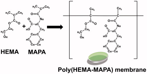 Figure 1. Schematic presentation for the synthesis of poly(HEMA-MAP) membrane.