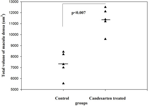 Figure 6 The total volume of MD in control and candesartan-treated groups. After treatment with candesartan the volume of MD increased (Paired T-test; p<0.007) by increasing the number of MD cells. Reproduced with permission from Razga Z, Nyengaard JR. The effect of angiotensin II on the number of macula densa cells through the AT1 receptor. Nephron Physiology 2009; 112: 37–43. Copyright © 2009, © 2009 S. Karger AG, Basel.Citation1 The total volume of MD is could be changed in the life related to the activity of RAS.