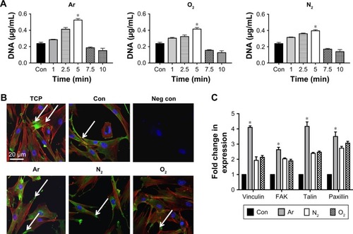 Figure 2 Attachment of the HDF on the scaffolds treated with plasma surface modification after 24 hours.Notes: (A) DNA assay for various treatment times using Ar, N2 and O2 plasma treatment shows the highest level of cell attachment post 5 minutes of PSM treatment. (B) The effect of plasma modification on actin cytoskeleton organization and vinculin expression shows cell spreading on all scaffolds, with evidence of FAKs being formed after 24 hours (white arrows) (green: vinculin staining; red: actin filaments and blue: nucleus staining using DAPI). (C) Quantification of gene expression of adhesion-related genes, vinculin, FAK, talin and paxillin shows significant upregulation (*P<0.05), on Ar-modified scaffolds compared with other plasma gases and untreated scaffolds, after 5 minutes of treatment. Fold change represents the differences compared with housekeeping gene GAPDH of cells grown on unmodified scaffolds (Con).Abbreviations: Ar, argon; Con, untreated; FAK, focal adhesion kinase; HDF, human dermal fibroblast; N2, nitrogen; O2, oxygen; TCP, tissue culture plate; Neg con, negative control where primary antibody was omitted.