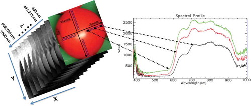 FIGURE 2 The pattern of extracting spectral data and effect of fruit curvature on the intensity of light reflectance in a hyperspectral image.