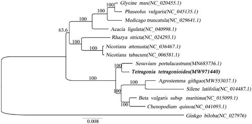 Figure 1. ML phylogenetic tree of the Brassicaceae based on the 13 mitochondrion genome sequences in GenBank, plus the mitochondrion sequence of Tetragonia tetragonioides. The Ginkgo biloba was used as outgroup with the bootstraps (1000 replicates).
