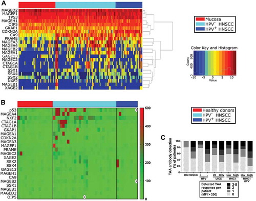 Figure 4. Gene expression of TAAs in HNSCC/mucosa and serological detection of TAA-specific antibodies in HNSCC patients and healthy donors.(A) Gene expression data of 23 different TAAs was obtained from TCGA HNSCC samples and is summarized in a heatmap. Results from non-cancerous mucosa are displayed on the left (n = 44), followed by HPV− (n = 72) and HPV+ (n = 32) HNSCC color-coded as indicated in the legend on the right. (B) Serological antibodies against 23 TAAs were measured by Luminex bead assay. Respective MFI levels are shown in a heatmap (color code on right side). Samples obtained from healthy donors (n = 15; left) were compared to HNSCC patient derived serum samples (HPV−, n = 27; middle; HPV+, n = 9; right). (C) TAA antibody detection is summarized in stacked graphs, comparing healthy controls (HC) with HNSCC patients on the left and stratifying data from HNSCC patients according to HPV status, disease stage (UICC) and MHC-I expression level of respective primary tumors. Positive results with TAA-specific MFI levels > 200 per patient were summed up. Antibodies against none up to a maximum of five TAAs were detected in single subjects.