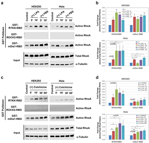 Figure 2. RhoA downstream effectors are differentially activated by different stimuli. A) Representative Western blots showing detection of LPA- and FBS-induced RhoA activation by three different effector-based GST pulldown assays. HEK293 or Hela cells were stimulated with LPA (1 μM) or FBS (5%) for 5 min and 10 min after serum-starvation, and the cell lysates were subjected to GST pulldown assay described above. B) Quantification of RhoA activation derived from three independent data sets. Box bars represent fold changes of the ratio of active RhoA/total RhoA by comparing stimulated vs control. Error bars represent standard error. Statistical significance was determined by student t-test (*: p < 0.05; **: p < 0.005; ***: p < 0.0005). C) Representative Western blots showing detection of RhoA activation upon colchicine treatment. GST pulldown assays were performed with the lysates of HEK293 and Hela cells treated with colchicine (10 μg/ml) for 5’, 10’, 30’, and 60’. As controls, cells were treated with DMSO (the solvent for colchicine). D) Quantification of three independent RhoA activation assays upon colchicine treatment.