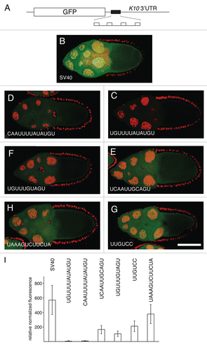 Figure 3 Translational repression by candidate regulatory sites. (A) schematic diagram of reporter mRNAs with the variable region indicated by a filled box. For the SV40 reporter, the variable region is only SV40 sequences. For the remaining reporter mRNAs the variable region has four copies of a candidate Bru regulatory site embedded in SV40 sequences. (B–H) examples of GFP levels in stage 10A egg chambers expressing GFP reporter transgenes with the matα4-GAL-VP16 driver. All confocal images were taken on the same day at the same settings. The scale bar represents 75 µm. (B) control GFP transgene with no anti-Bru aptamer binding motifs. The remaining image parts are for GFP transgenes with the Bru binding motifs indicated in the figure and described below. (C) UGUUUUAUAUGU is from the osk AB region, and consists of a BRE-like motif adjacent to a short U/G rich motif (like those from the RRM1+2 selection). (D) CAAUUUUAUAUGU is from the cycA 3′UTR, and consists of a BRE-like sequence adjacent to a short C/A rich motif (like those from the RRM1+2 selection). (E) UCAAUUGCAGU is from the cycA 3′ UTR, and consists of a copy of the UGCAGU motif (from the RRM3+ selection) adjacent to a short C/A rich motif (like those from the RRM1+2 selection). (F) UGUUUGUAGU is from the grk 3′UTR, and consists of the UGCAGU motif (from the RRM3+ selection but with a single mismatch) adjacent to a short U/G rich motif (like those from the RRM1+2 selection). (G) UUGUCc is the type II Bru binding site, which appears three times in the AB and C regions of the osk 3′UTR. (H) UAAAGUCUUCUA is from the osk C region, and is a type III Bru binding site with a single mismatch relative to the longest aptamer motif from the RRM3+ selection. (I) Relative GFP levels in the nurse cell cytoplasm of stage 9/10 egg chambers for each of the reporter transgenes. GFP levels (obtained from 45 measurements for each transgene) were normalized to the RNA levels (from 3 measurements for each transgene). Transgene RNA levels were normalized relative to rp49 RNA levels. All of the reporter transgene mRNAs with candidate regulatory sites show reductions in GFP levels that are significantly lower than for the control (p < 0.0001 by the Tukey-Kramer method).