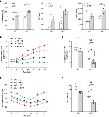 Figure 2. Insulin resistance in pink1 KO mice. (A) Fasting plasma glucose, INS, and free fatty acid (FFA) levels in pink1 KO mice (n = 6). (B) Glucose infusion rate (GIR) in the euglycemic hyperinsulinemic clamp studies (n = 7). (C) Mean GIR values from 80 to 120 min (n = 7). (D) ITT (n = 7). (E) Glucose disappearance rate for ITT (kITT; %/min) (n = 7). Data are presented as mean ± SEM. Student’s two-tailed unpaired t-test (A, C and E) or one-way repeated-measures ANOVA (B, D); *p < 0.05, **p < 0.01