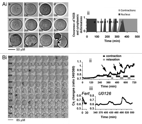 Figure 1. MAPK1/3 inactivation in unfertilized eggs triggers cycles of NEB and egg constrictions linked to Cai variations that precede egg fragmentation. (A) Morphology of one egg treated with 5 µM U0126. (i) DIC images. Time (bottom left) is given in min after U0126 addition (t = 0). (ii) Time course of nuclear appearance (dark gray) and contractions occurrence (light gray). 0 and 1 are arbitrary values indicating absence of both nucleus and constriction (round cell, given value = 0) and clear nucleus or deep constriction (given value = 1). (B) Correlation between constrictions and Cai changes. (i) Image sequence (see Vid. S1) starting at time 320 min after U0126 addition. Time between 2 images shown is 4 min. (ii) Variations of Cai levels in the egg shown in (Bi). Sequences of contraction (indicated by arrows)/relaxation were determined as in (A). (iii) Comparison between a common fertilization Cai signal recorded after sperm addition (Fert) and an example of Cai bursts occurring between 340 and 550 min after addition of 5 µM U0126.