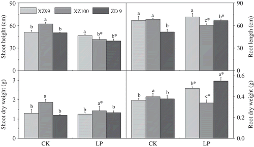 Figure 1 Variation in response of three barley genotypes XZ99, XZ100 and ZD9 for shoot height and shoot dry weight (left alignment) and root length and root dry weight (right alignment). Seedlings were grown for 20 d on complete nutrient solution with Control: CK (500 μM) and Low phosphorus: LP (10 μM). Data are mean ± standard error of four replicates. Different letters indicate significant differences (P < 0.05) among the genotypes within each P level. * indicates significant differences (P < 0.05) between the two P levels for the same genotype.