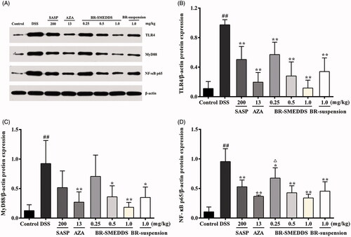 Figure 4. Effects on the protein expression of TLR4, MyD88 and NF-κB p65 in colorectums by Western blotting. (A) Representative Western blotting images of TLR4, MyD88 and NF-κB p65 protein expression in DSS-induced colonic tissues. (B) Changes in the expression level of TLR4 protein. (C) Changes in the expression level of MyD88 protein. (D) Changes in the expression level of NF-κB p65 protein. Data are presented as mean ± SD of three mice in each group. #p < .05 and ##p < .01 versus control group, *p < .05 and **p < .01 versus DSS group, △ p < .05 and △△ p < .01 versus BR-suspension group.