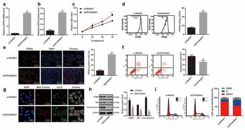 Figure 5. Overexpressed ACP5 relieves the inhibition of LC cell activity induced by silencing RUNX1. a. Relative ACP5 mRNA expression in A549 cells carrying si-RUNX1 with/without overexpressed ACP5 detected by RT-qPCR; b. A. Relative ACP5 protein level in A549 cells carrying si-RUNX1 with/without overexpressed ACP5 detected by western blot analysis; c. Relative cell viability in A549 cells carrying si-RUNX1 with/without overexpressed ACP5 measured by MTT assay; d. Relative cell proliferation in A549 cells carrying si-RUNX1 with/without overexpressed ACP5 measured by flow cytometry; e. Representative images and statistical chart of relative PCNA positive cells in A549 cells carrying si-RUNX1 with/without overexpressed ACP5 measured by PCNA immunofluorescence assay; f. Representative images and statistical chart of apoptosis in A549 cells carrying si-RUNX1 with/without overexpressed ACP5 measured by flow cytometry; g. Representative images of Cytochrome C staining in A549 cells carrying si-RUNX1 with/without overexpressed ACP5; h. Relative levels of Bax, PUMA and Cleaved caspase-9 in A549 cells carrying si-RUNX1 with/without overexpressed ACP5 detected by western blot analysis; i. Relative cell cycle distribution in A549 cells carrying si-RUNX1 with/without overexpressed ACP5 measured by flow cytometry. * p < 0.05, ** p < 0.01, compared with the si-RUNX1 group. N = e3. LC, lung cancer; ACP5, tartrate-resistant acid phosphatase 5; MTT, 3-(4, 5-dimethylthiazol-2-yl)-2, 5-diphenyltetrazolium bromide; PCNA, proliferating cell nuclear antigen; PI, propidium iodide; Bax, B-cell lymphoma-2 (Bcl-2) associated X1; RUNX1, runt-related transcription factor 1